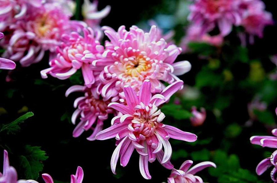 DSC_0886.jpg