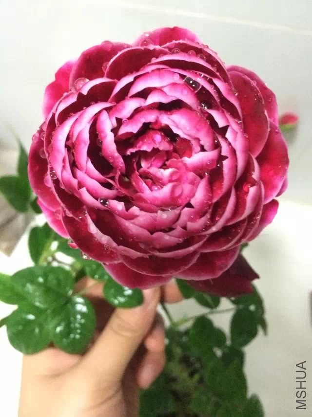 psb (2).jpg
