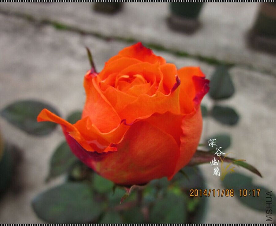 QQͼƬ20080806001228.jpg