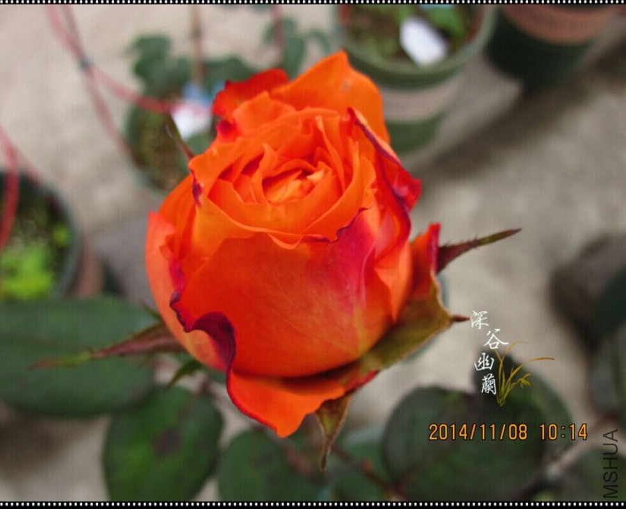 QQͼƬ20080806001256.jpg