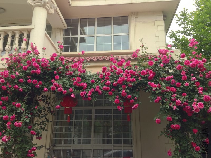 My PicturesIMG_5188.jpg