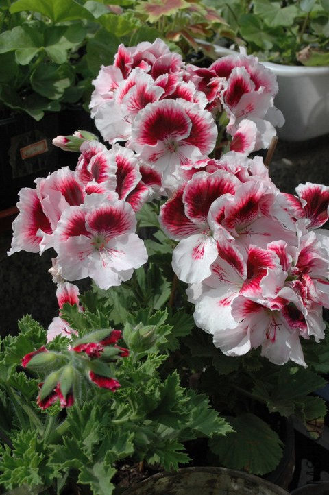 DSC_2307.jpg