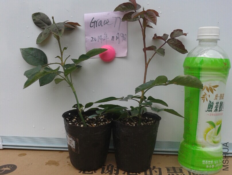 ��ܽ�ں��ջ�