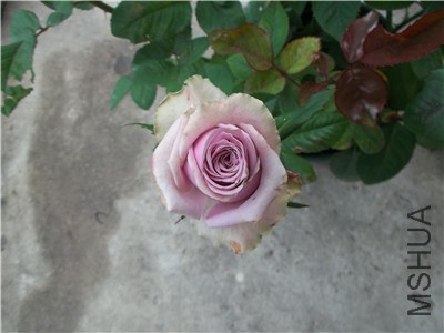 100_2318_����.jpg