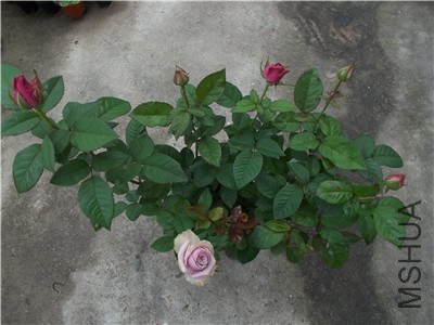 100_2319_����.jpg
