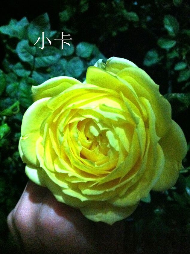 IMG_4369_����.jpg
