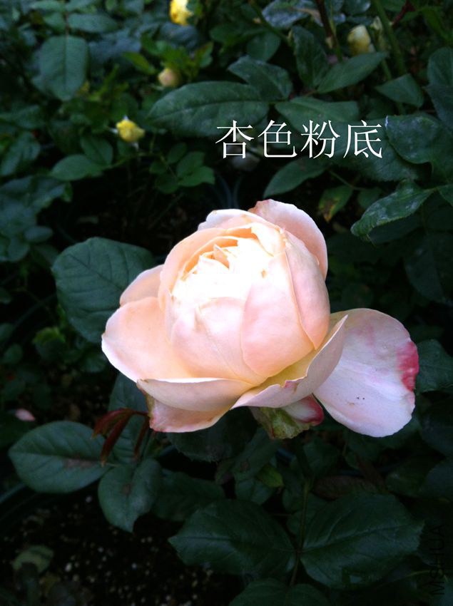 IMG_4379_����.jpg