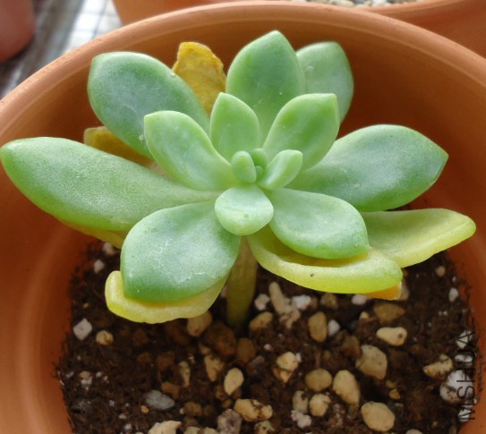 ��֬���ĸ�ҶƬ��