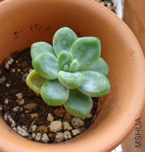 �Ͷ��ĸ�ҶƬ����