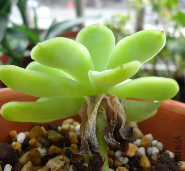 ݮС�õĸ�ҶƬûɶ��ζ