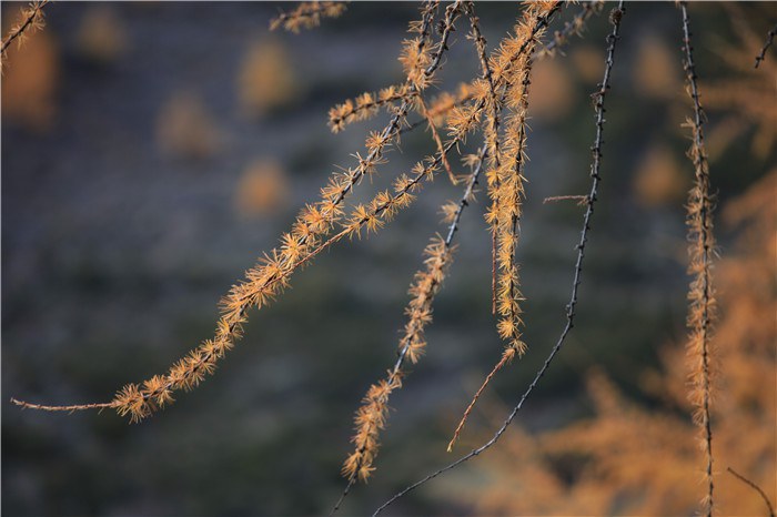 ����﹵֮��£� (18).JPG