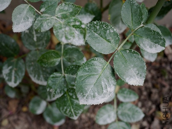 ����Բԣ���¶Ϊ˪������