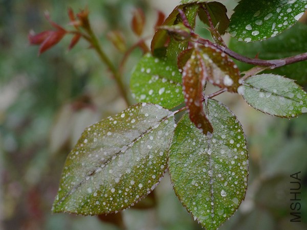 P1020631_���� ������.jpg