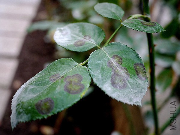 P1020657_���� �ڰ�����.jpg