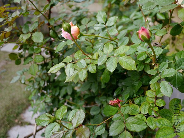 P1020645_���� δʩҩ����.jpg