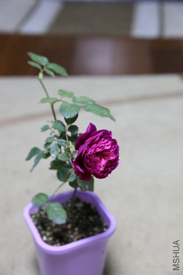 ����1411-04.JPG