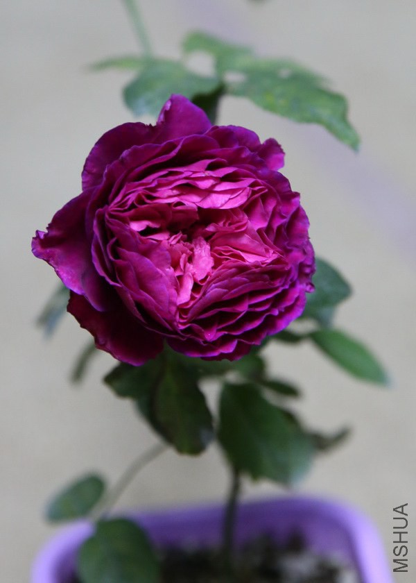 ����1411-12.JPG