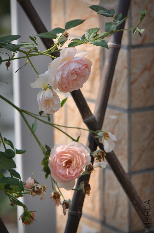 DSC_7575.jpg