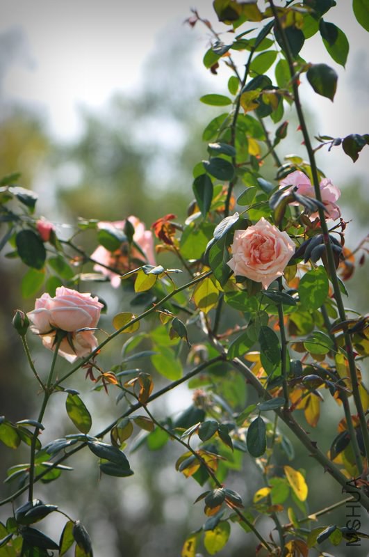 DSC_7587.jpg