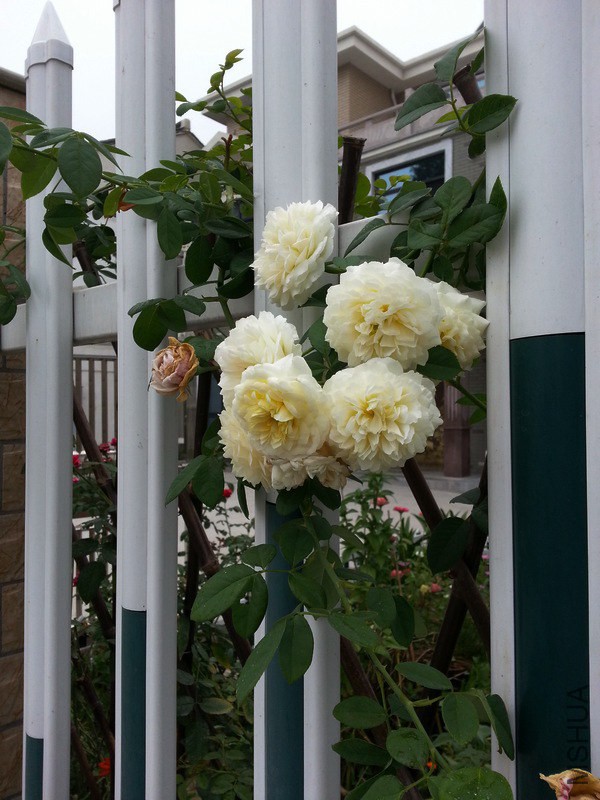 20140811_163509.11A4.jpg