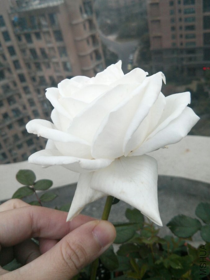 IMG_20141111_160409.jpg