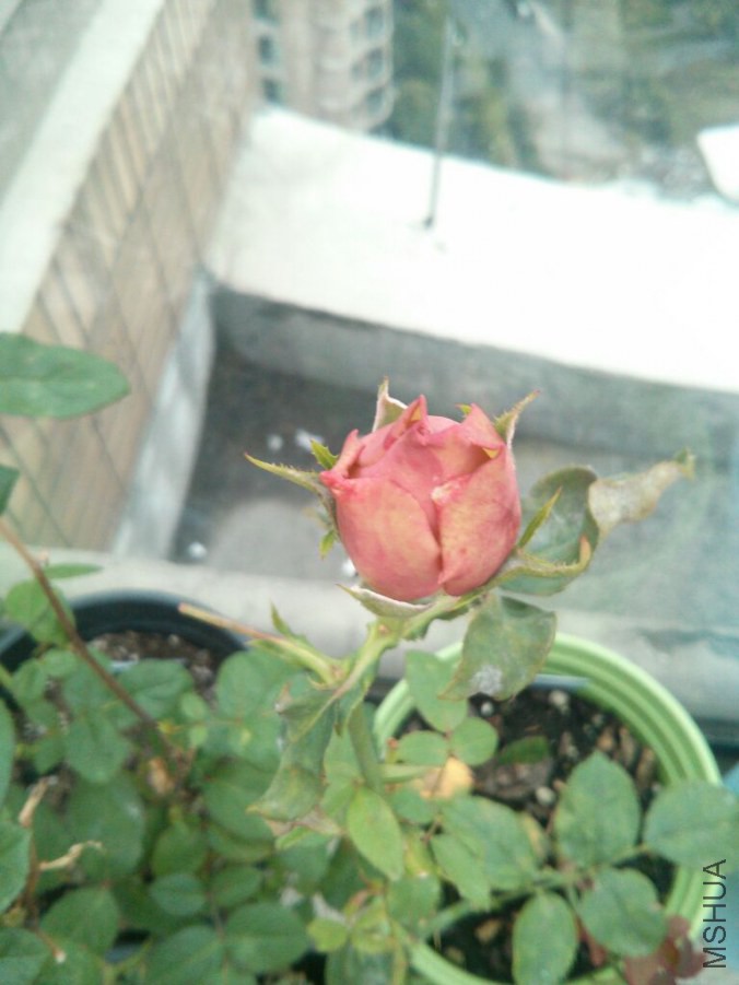 IMG_20141111_160504.jpg
