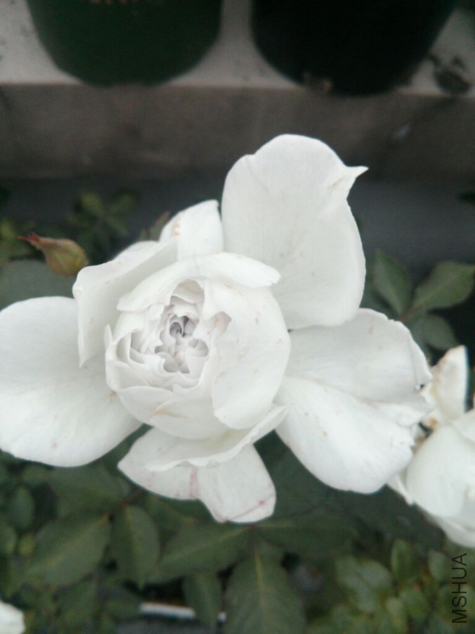 IMG_20141111_160301.jpg