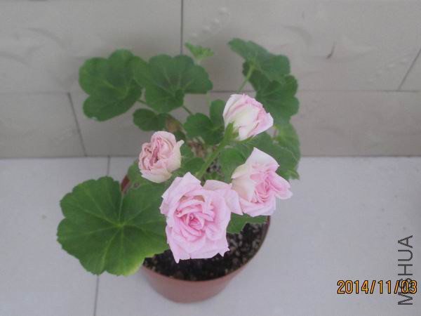 IMG_9528.JPG