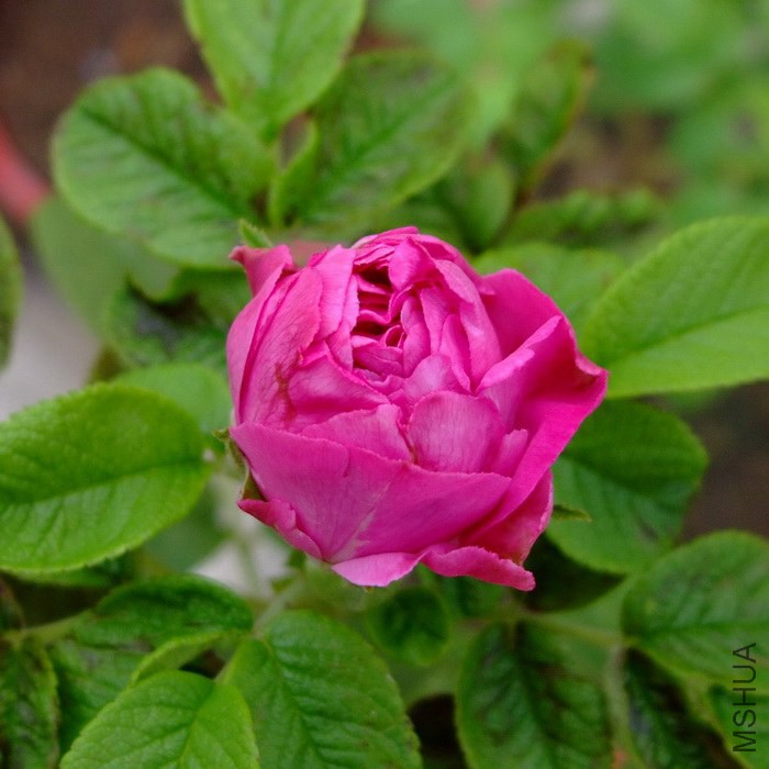 DSCF09271.jpg