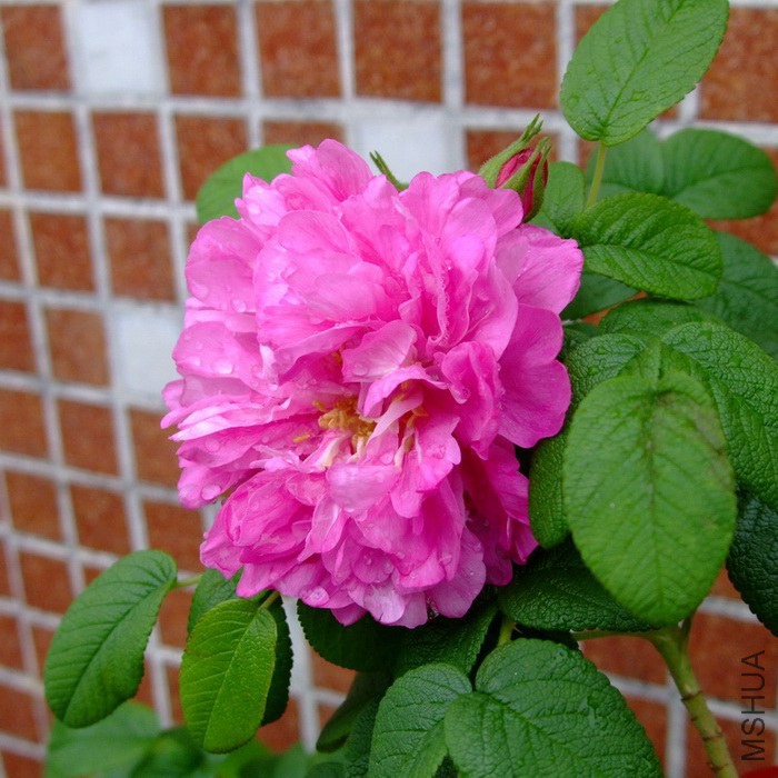 DSCF34990.jpg