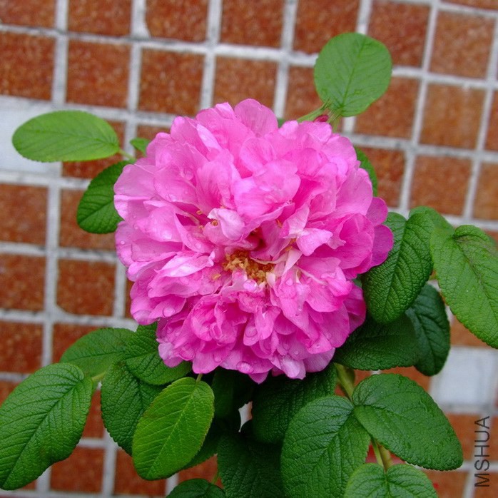 DSCF35020.jpg