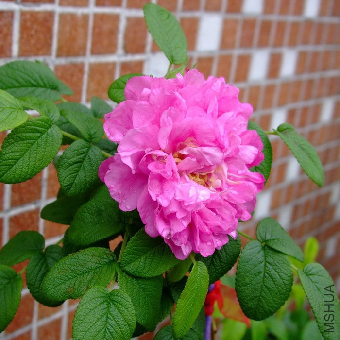 DSCF349600.jpg