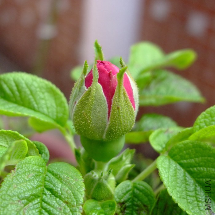 DSCF07791.jpg
