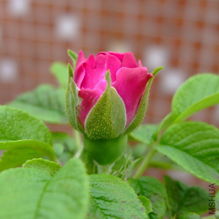 DSCF08301.jpg