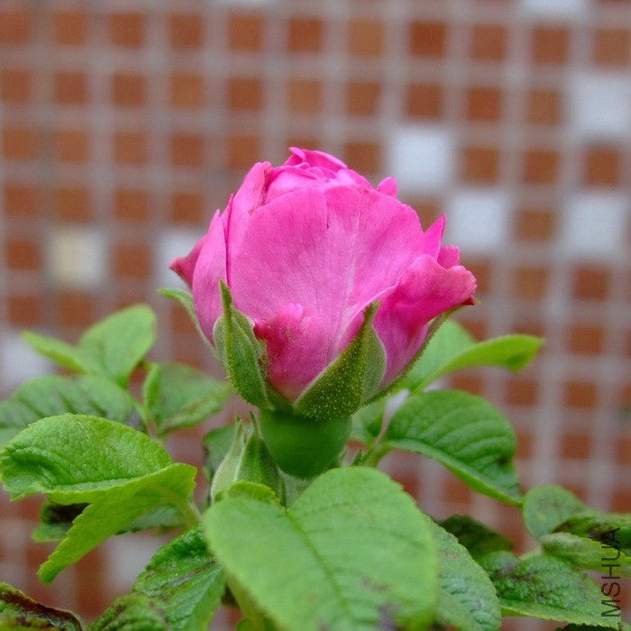 DSCF09151.jpg