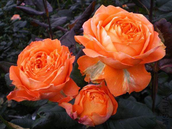 ������ɫ