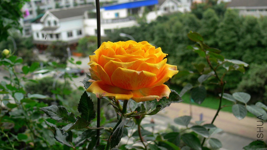 P1090697.jpg