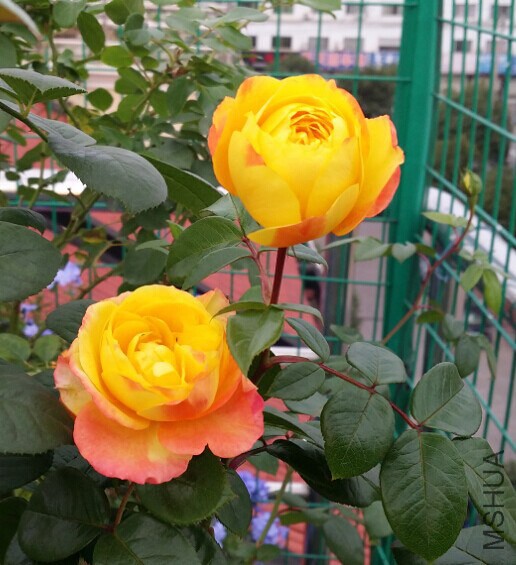 QQͼƬ20141030121834.jpg