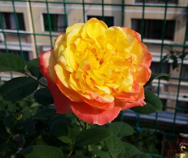 QQͼƬ20141112164519.jpg