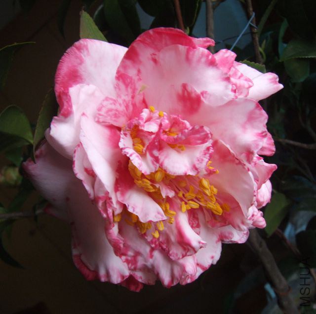 ��ĵ�����ʹڣ�