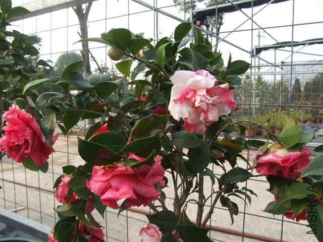 ��ĵ����컨�൫Ҳ�аװ߻�