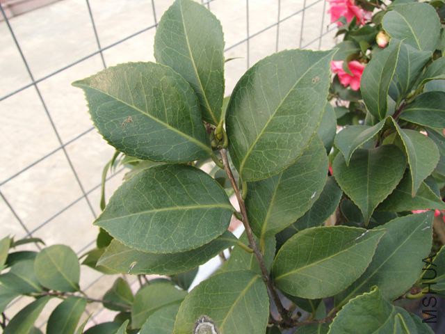 ҶƬ����û��Ҷ�Ļ�ĵ��