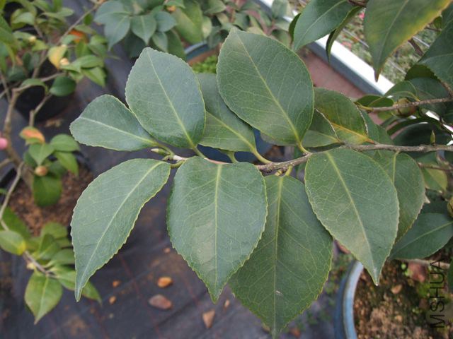 ҶƬ�ްװ߶���ƽ̹