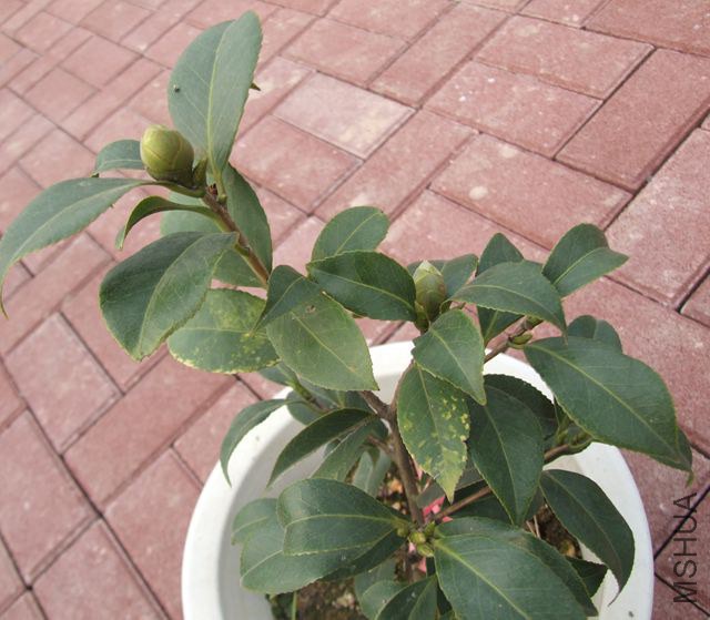 ���ԣ������ʹڣ�