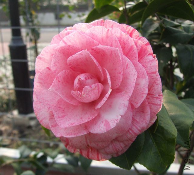 DSCF7588_����.jpg