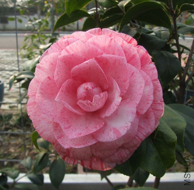 DSCF7590_����.jpg