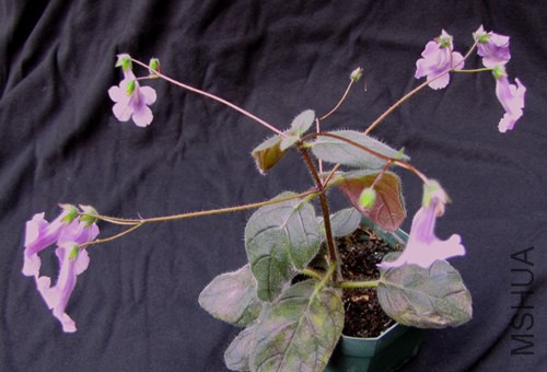 WSxagh plantLaVergne.jpg