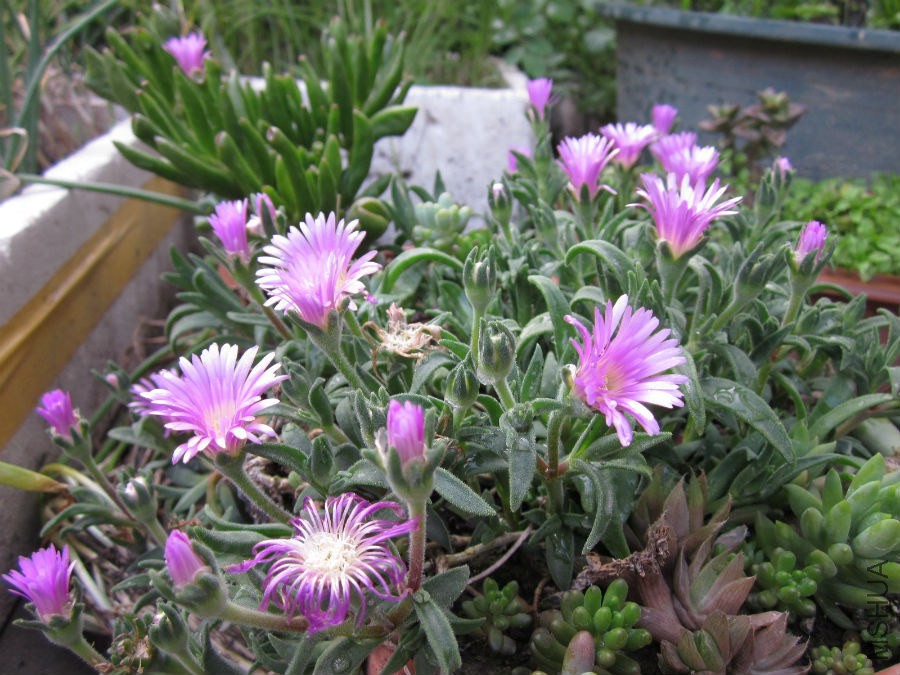 �컨�ղ���Ҫ�ǻ��ڡ�������