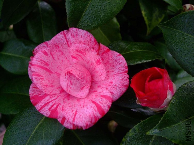 ��Ϸ�� 2013-3-5 011.jpg