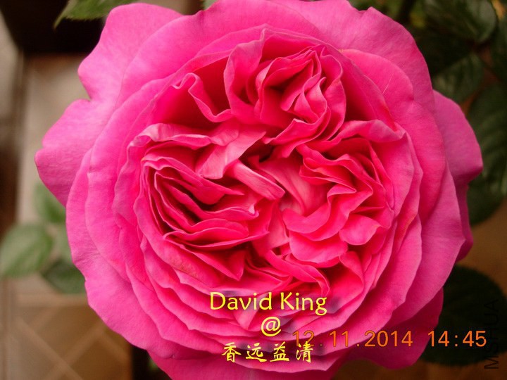 lgDSCN1277_resize.JPG